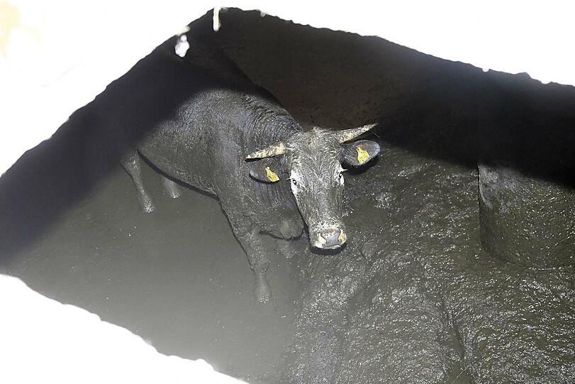 Sechs Stunden lang kämpften zahlreiche Hilfskräfte in Großpienzenau in der Gemeinde Weyarn um die Rettung einer 500 Kilogramm schweren Kuh, die in eine Odelgrube gestürzt war.