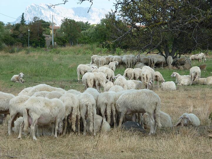 Die Gallura ist bekannt für seine Schafe und Hirten...