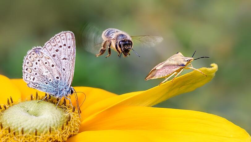 Schmetterlinge, Bienen, Käfer: Wichtig fürs Ökosystem, aber nervig für den Menschen.