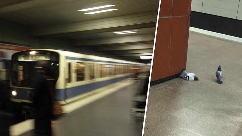 Tote Tauben am U-Bahnhof Harras - Peta erhebt schwere Vorwürfe.