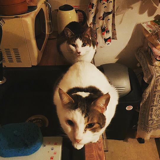 Fritzi und Fleck