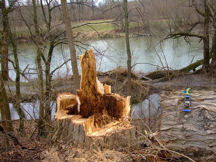 Diese bruchgefährdete Pappel an der Isar wurde gefällt.