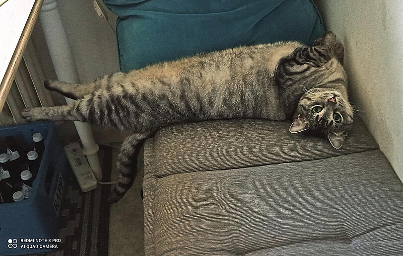 Mimi