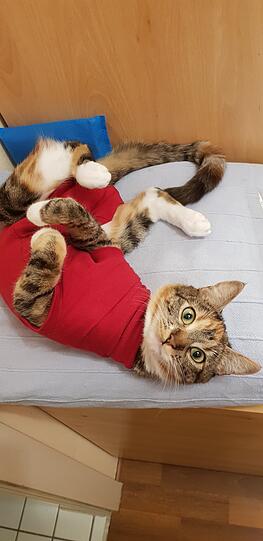 OFELIA nach ihrer Kastration. Zum Schluss fand sie den Body doch sehr kuschelig. ?