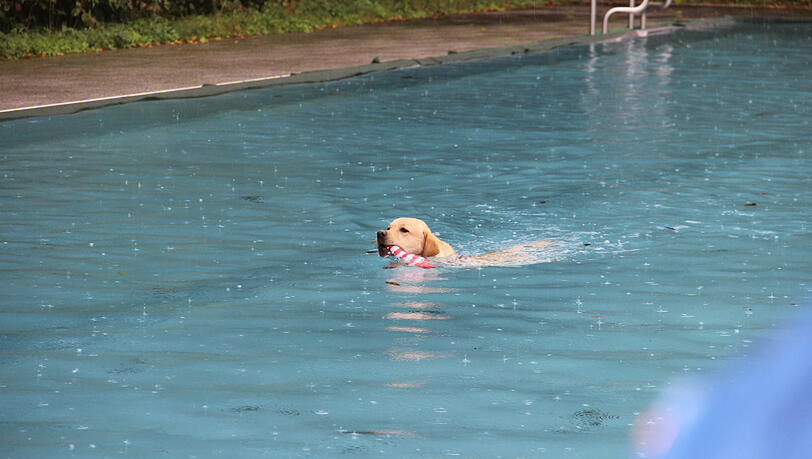 Ein Hund dreht im Becken des Dantebads seine Runden.
