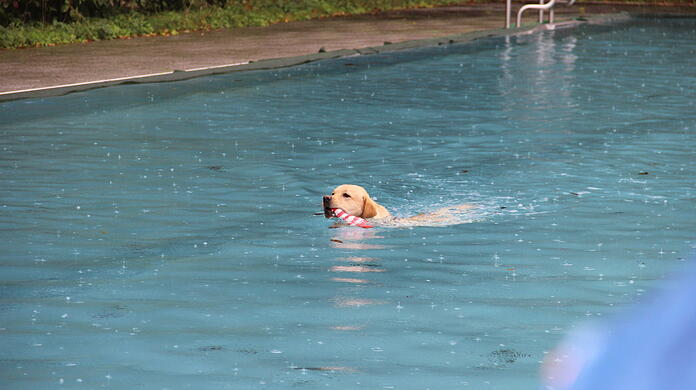 Ein Hund dreht im Becken des Dantebads seine Runden.