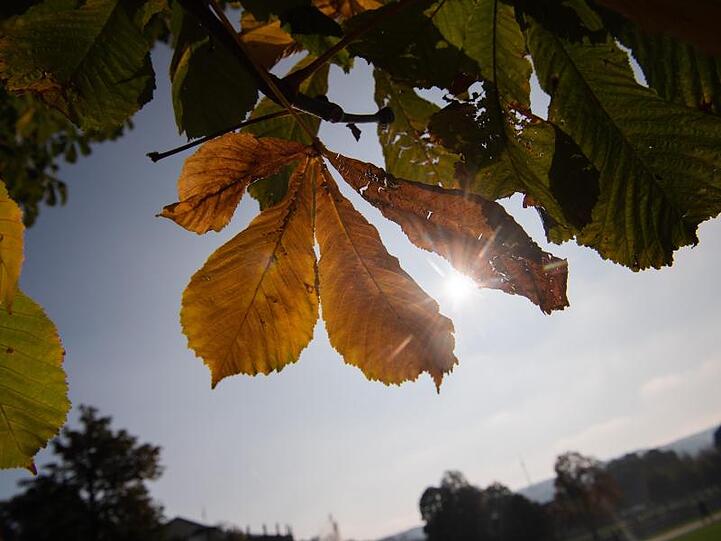 Die Sonne strahlt durch ein herbstlich gefärbtes Blatt. Foto: Tom Weller/dpa
