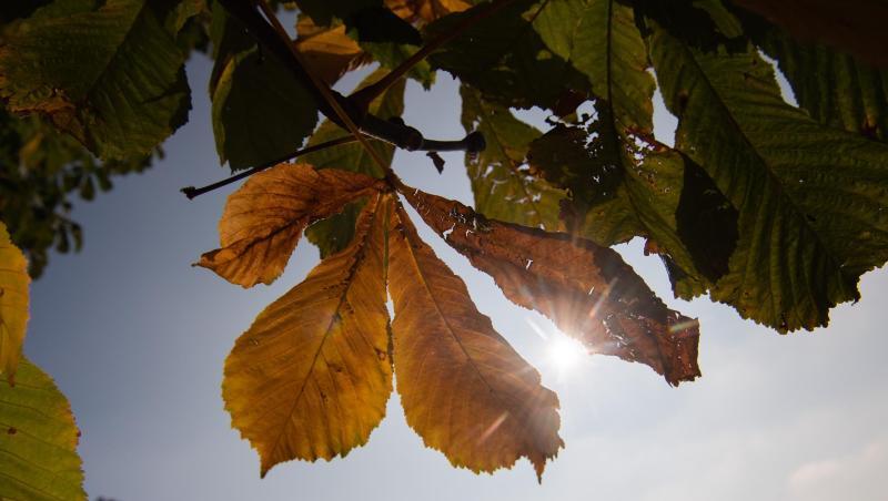Die Sonne strahlt durch ein herbstlich gefärbtes Blatt. Foto: Tom Weller/dpa