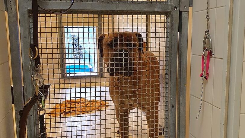 Der Boerboel-Rüde ist mittlerweile im Tierheim.