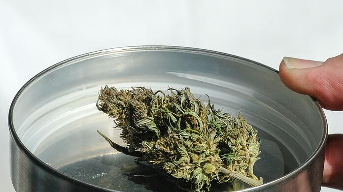 Eine getrocknete Cannabisknospe. Der angestrebte Kurswechsel in der Cannabis-Politik soll langsam angegangen werden.