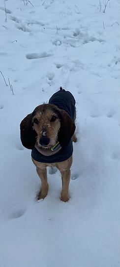 Baldo ist ein schüchterner Hund, nur nicht wenn er andere Hunde trifft. Dann kann man ihn kaum bremsen, denn er möchte jeden Vierbeiner begrüßen. Sein italienisches Fell ist für den deutschen Winter nicht gemacht. Deshalb geht im Winter ohne Mantel nichts.
