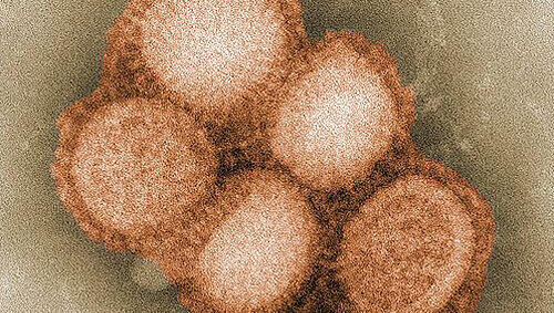Der fiese Influenza-Erreger. Der fiese Influenza-Erreger.