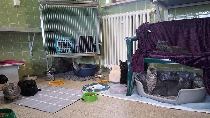 Einige der geretteten Katzen sitzen in einem Tierheim in M&uuml;nchen.