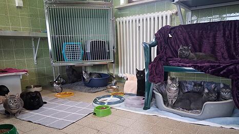 Einige der geretteten Katzen sitzen in einem Tierheim in M&uuml;nchen.