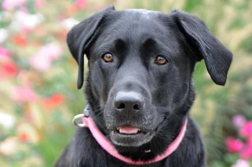 Labrador-Dame Luca hilft der Münchner Polizei bei der Suche nach der Mutter des toten Isar-Babys.