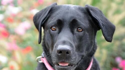 Labrador-Dame Luca hilft der Münchner Polizei bei der Suche nach der Mutter des toten Isar-Babys. Labrador-Dame Luca hilft der Münchner Polizei bei der Suche nach der Mutter des toten Isar-Babys.