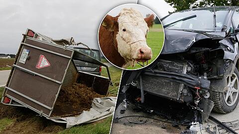 Die beiden Rinder im Anhänger verletzten sich nur leicht - die beiden Autofahrer blieben unverletzt.