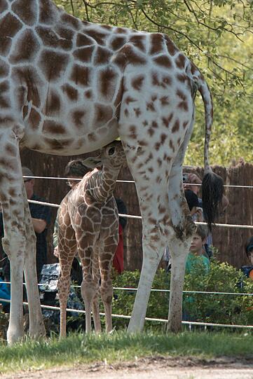 Ein zuckersüßes Giraffenbaby wartet im Tierpark Hellabrunn auf Besucher. Zwei Wochen ist es gerade alt. Hier gibt's schon mal die nettesten Fotos von dem putzigem Tierchen.