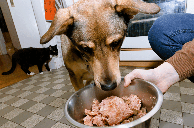 Schlecht versorgt? - Im Hundefutter fehlen oft wichtige Nährstoffe.