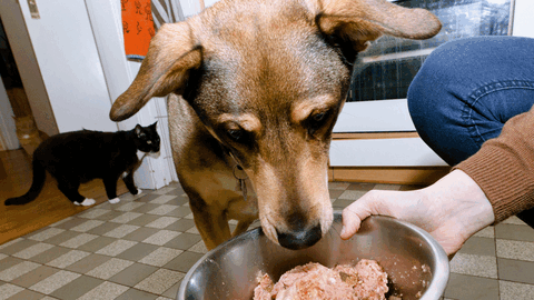 Schlecht versorgt? - Im Hundefutter fehlen oft wichtige Nährstoffe.
