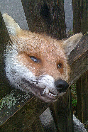 Makaberer Fund in Eching am Ammersee im Jahr 2010: Beim nächtlichen Versuch, einen Hühnerstall zu plündern, geriet ein Fuchs in einen Gartenzaun. Offenbar ist das Tier kurz und schmerzlos an einem Genickbruch gestorben.