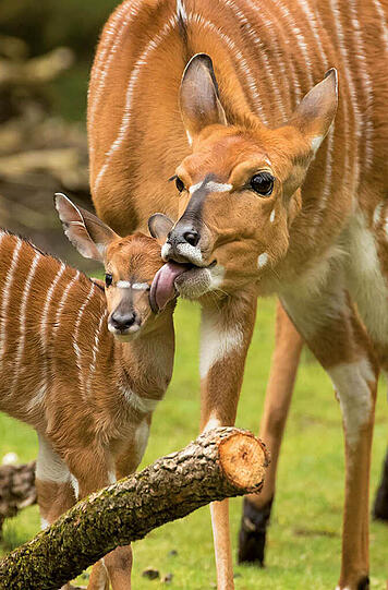 Ein Paar Nyalas im Hellabrunner Tierpark.