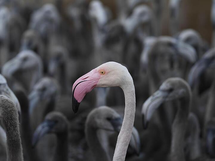 Ein rosaroter Flamingo mit Flamingo-Küken in einem Gehege.