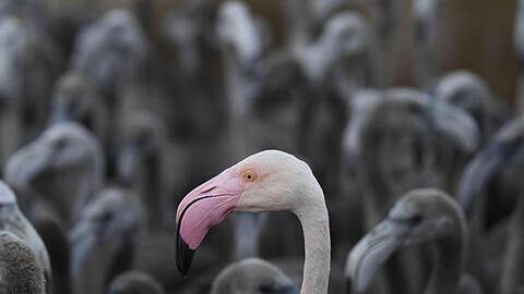 Ein rosaroter Flamingo mit Flamingo-Küken in einem Gehege.