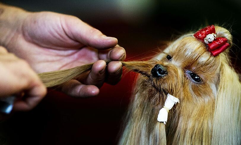 Style ist alles! Bei verschiedenen Schönheitswettbewerben wird der schönste Hund gekürt. Die Bilder von den Wettbewerben in Rotterdamm und Estoril.