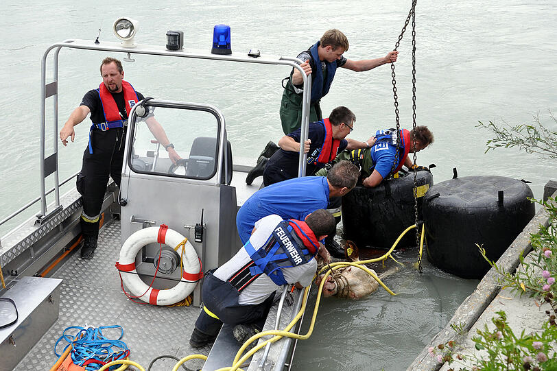 Die trächtige Kuh "Samba" ist am Donnerstagvormittag im Landkreis Mühldorf in den Inn gefallen - und löste einen Großeinsatz aus: Wasserwacht, Feuerwehr und THW retteten das Tier.