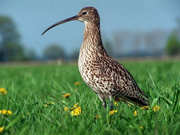 Ein Großer Brachvogel. Foto: Hubert Link/Archiv