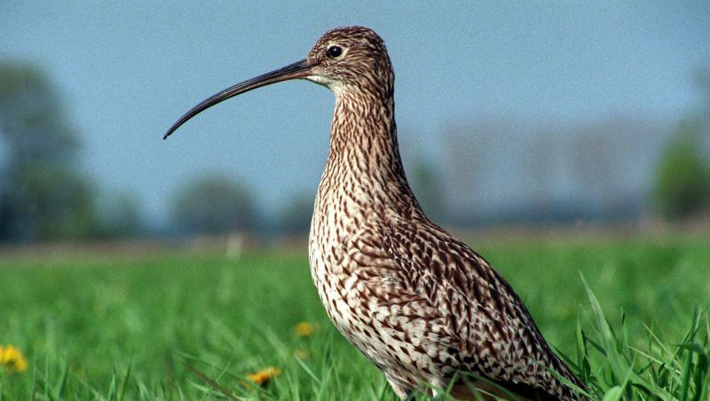 Ein Großer Brachvogel. Foto: Hubert Link/Archiv Ein Großer Brachvogel. Foto: Hubert Link/Archiv