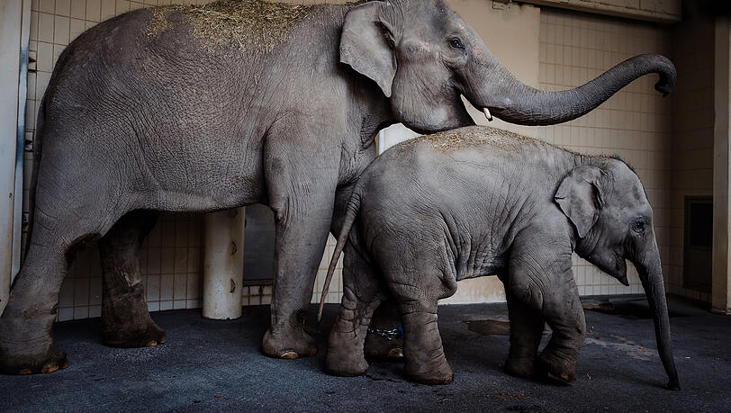 Hallo, wir sind die Neuen. Rani und Savani kommen aus dem Leipziger Zoo nach Hellabrunn.
