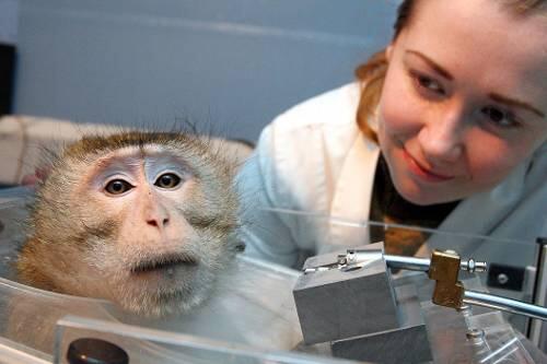 Der Langschwanzmakake Winni gehört zu einer rund 20 Tiere umfassenden Affenkolonie im Magdeburger Leibniz-Institut für Neurobiologie.