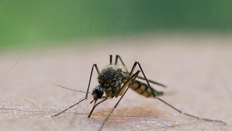 Durch einen Mückenstich soll sich ein Mann im Landkreis Aschaffenburg mit dem West-Nil-Virus angesteckt haben. (Symbolbild)