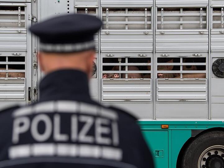 Ein Polizist steht vor einen Lastwagen, der Schweine geladen hat. Foto: Sebastian Gollnow/Archiv