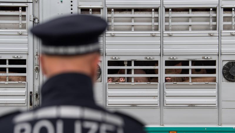 Ein Polizist steht vor einen Lastwagen, der Schweine geladen hat. Foto: Sebastian Gollnow/Archiv Ein Polizist steht vor einen Lastwagen, der Schweine geladen hat. Foto: Sebastian Gollnow/Archiv