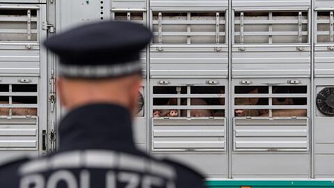 Ein Polizist steht vor einen Lastwagen, der Schweine geladen hat. Foto: Sebastian Gollnow/Archiv