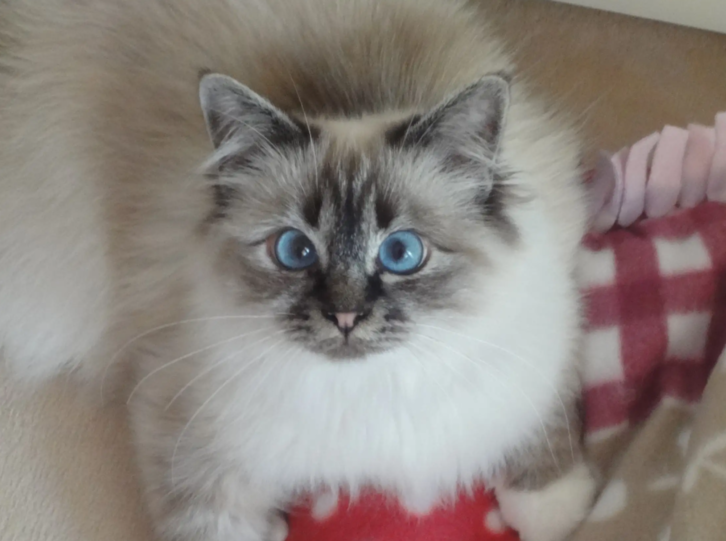 Stella