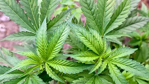 Eine illegale Hanf-Plantage, entdeckt bei einer Drogenrazzia auf einem privaten Gelände in Brandenburg.