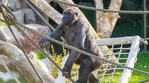 Die Gorillas und Schimpansen im Tierpark Hellabrunn genossen die Erkundung des neuen Außenbereichs bei strahlendem Sonnenschein. Die Bilder...