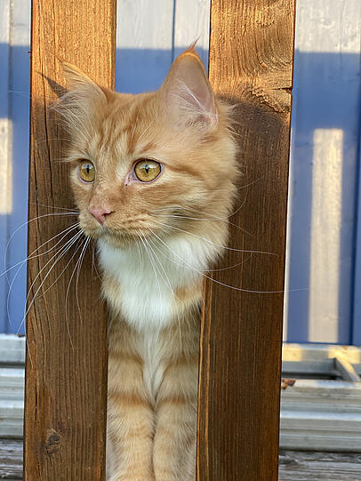 Simba
