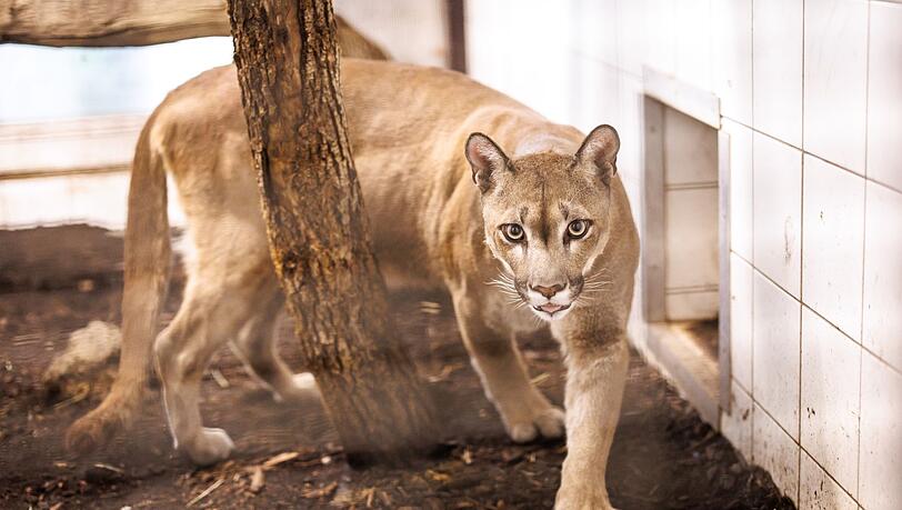 Puma Pele streift vor seinem Umzug durch sein Gehege in der Auffangstation für Reptilien und Exoten vom Tierheim München.