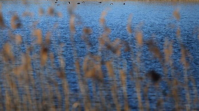 Von der Landseite seien die Biotope zwar teils durch Zäune geschützt, aber immer mehr Boote und Stand-up-Paddles würden von den Seen aus in die Gebiete eindringen, heißt es in dem Antrag. (Symbolbild)