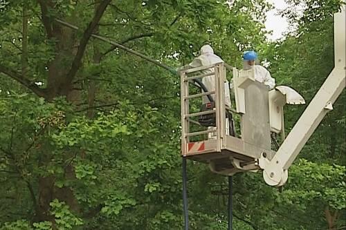 In voller Schutzausrüstung saugten die Nürnberger Rentokil-Experten die Nester der Raupen ab. Die Aktion entlang der Schwarzach dauert die ganze Woche.
