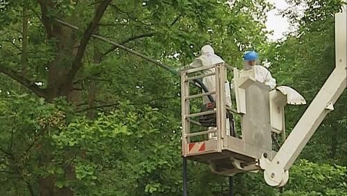 In voller Schutzausrüstung saugten die Nürnberger Rentokil-Experten die Nester der Raupen ab. Die Aktion entlang der Schwarzach dauert die ganze Woche. In voller Schutzausrüstung saugten die Nürnberger Rentokil-Experten die Nester der Raupen ab. Die Aktion entlang der Schwarzach dauert die ganze Woche.