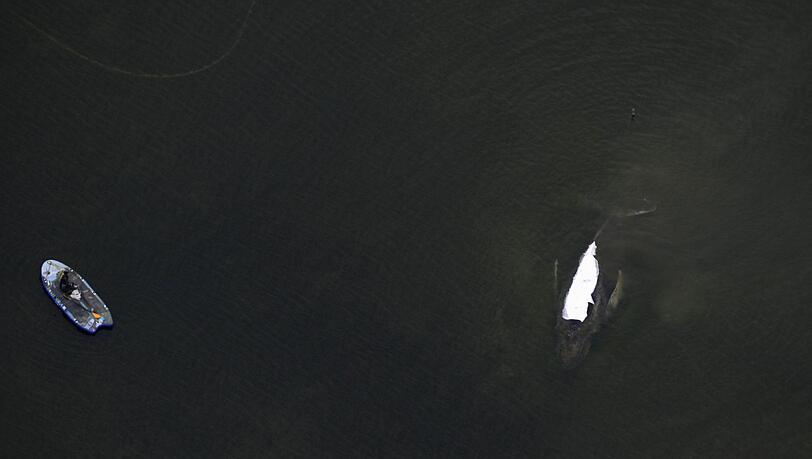 Der Rettungsversuch des in der Ostsee gestrandeten Buckelwals zieht sich in die L&auml;nge.