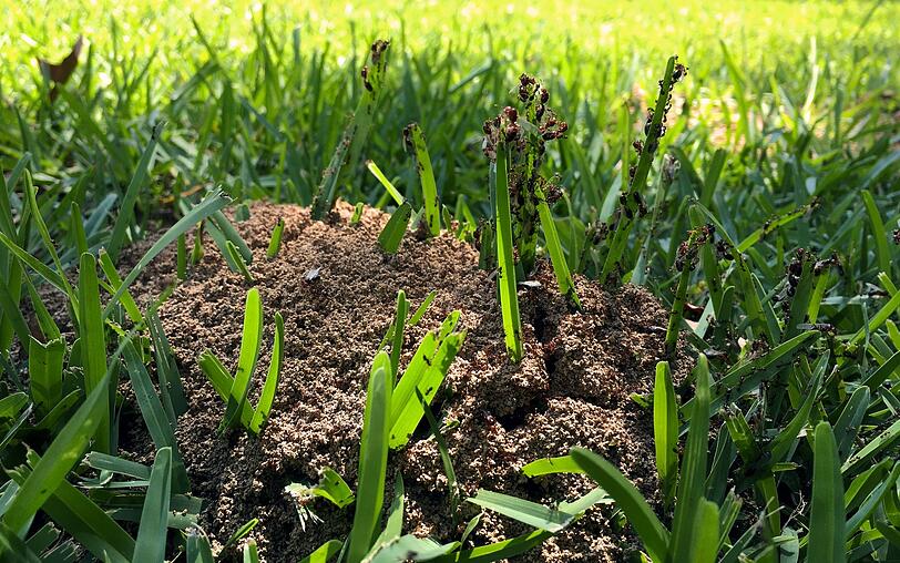 Ameisen sind zwar kein Ungeziefer. Im heimischen Garten können die Waldpolizisten aber trotzdem schnell zur Plage werden. Streuen Sie bei Bedarf einfach ein wenig Kaffeepulver um ihr Haus. Da Ameisen Duftspuren zur Orientierung legen, wird sie der neutralisierende Kaffeegeruch schnell verwirren. Ameisen sind zwar kein Ungeziefer. Im heimischen Garten können die Waldpolizisten aber trotzdem schnell zur Plage werden. Streuen Sie bei Bedarf einfach ein wenig Kaffeepulver um ihr Haus. Da Ameisen Duftspuren zur Orientierung legen, wird sie der neutralisierende Kaffeegeruch schnell verwirren.