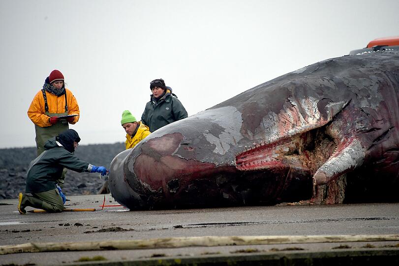 Vor Helgoland werden die zwei gefundene Wale zerlegt und untersucht.