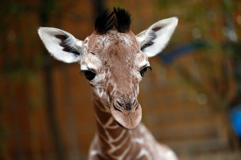 Familienzuwachs bei den Giraffen im Tierpark Hellabrunn: Mitte März brachte Mama Kabonga einen gesunden kleinen Giraffenbullen zur Welt. Einen Namen hat der Bub zwar noch nicht - aber ist jetzt schon ein kleiner Star.
